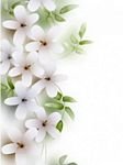 pic for White Flowers